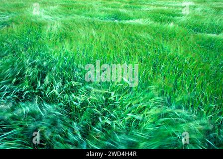 Forte vento che soffia su un campo di orzo in primavera Foto Stock