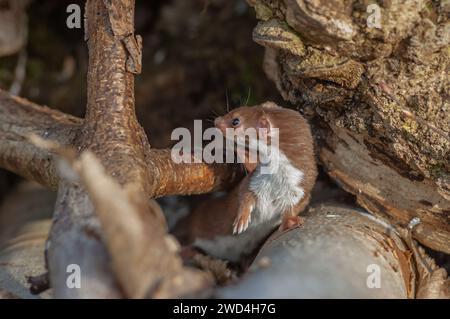 Meno donnola (Mustela nivalis) su un ramo della foresta. BAS-Rhin, Alsazia, Grand Est, Francia, Europa. Foto Stock
