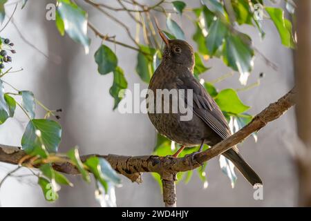 Femmina di uccello nero comune (Turdus merula) alla ricerca di bacche di edera in inverno. BAS-Rhin, Alsazia, Grand Est, Francia, Europa. Foto Stock