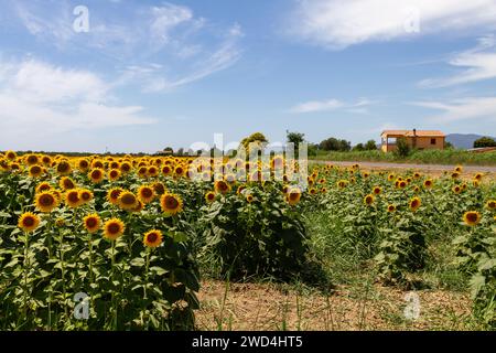 Siamo in Italia, in una delle zone più belle della Toscana, la Maremma, dove possiamo riscoprire, nella stagione estiva, diversi campi di girasole. Foto Stock