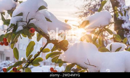 Tief Gertrude bringt Schnee nach Düsseldorf Sonnenstern trifft AST mit Schnee. Tief Gertrude bringt Schnee nach Düsseldorf AM 18.01.2024. Die winterliche Wetterlage in Düsseldorf wird durch das Tiefdruckgebiet Gertrude geprägt, das für einen unerwarteten Schneefall sorgt. AM 18. Januar 2024 verwandelt sich die Stadt in eine malerische Winterlandschaft, da dicke Schneeflocken vom Himmel Fallen und die Straßen, Bäume und Dächer in ein weißes Gewand hüllen. Die ungewöhnliche Schneedecke sorgt für eine besondere Atmosphäre, während die Bewohner sich auf den winterlichen Zauber einstellen. *** Sole Foto Stock