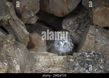 Little Owl Athene noctua riposa e si muove su e in un vecchio mucchio di tronchi, North Norfolk, Regno Unito. Foto Stock