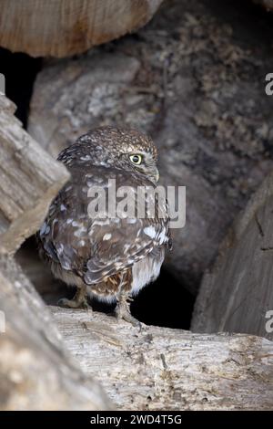 Little Owl Athene noctua riposa e si muove su e in un vecchio mucchio di tronchi, North Norfolk, Regno Unito. Foto Stock