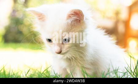 Van turco Cat. Van Kedisi. Simpatico gattino bianco con occhi colorati. Foto Stock