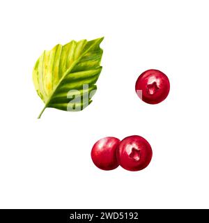 Illlustrazione di bacche di bosco di acquerello lingonberry, mirtillo rosso e mirtillo cowberry. Succose bacche rosse e foglie verdi isolate su sfondo bianco. Clip art per Foto Stock