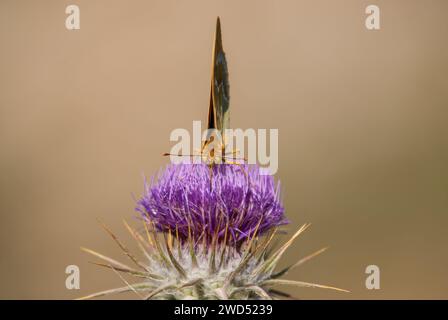 Farfalla frizionaria mediterranea su spina a fiore viola, primo piano, sottoscocca. (Argynnis pandora) Foto Stock