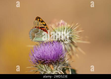 Farfalla frizionaria mediterranea su spina a fiore viola, primo piano, sottoscocca. (Argynnis pandora) Foto Stock