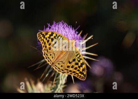 Farfalla frizionaria mediterranea su spina a fiore viola, primo piano, sull'ala. (Argynnis pandora) Foto Stock