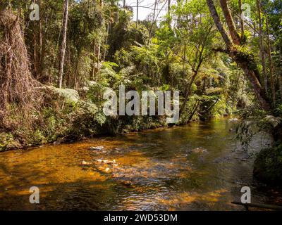 Fiume Taquaral presso Carlos Botelho Estate Park, São Paulo Estate, Brasile Foto Stock