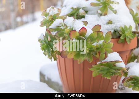 Pianta succulenta Sedum palmeri sotto la neve Foto Stock