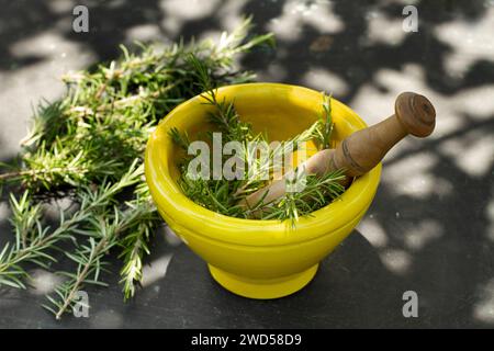 Ramoscelli di rosmarino in mortaio con pestello di legno su un tavolo nero con luce solare e ombre Foto Stock