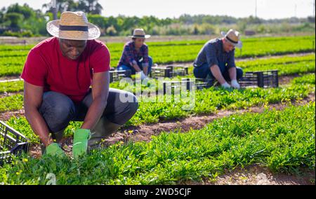 Coltivatore afroamericano che raccoglie il razzo del giardino sulla piantagione di fattoria Foto Stock