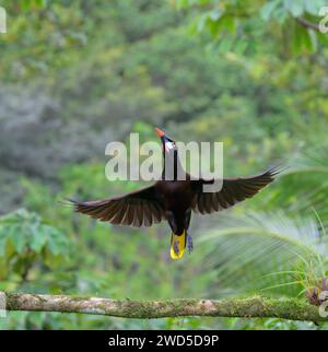 Montezuma oropendola (Psarocolius montezuma) decolla, Laguna del Lagarto Eco Lodge, Boca Tapada, Alajuela, Costa Rica. Foto Stock