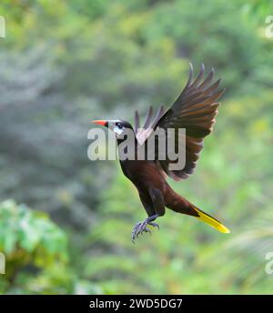 Montezuma oropendola (Psarocolius montezuma) volare, Laguna del Lagarto Eco Lodge, Boca Tapada, Alajuela, Costa Rica. Foto Stock