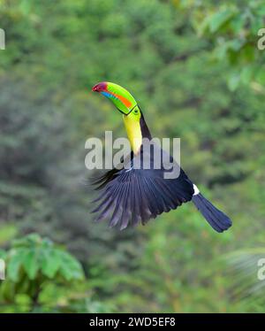 Tucano a chiglia (Ramphastos sulfuratus) in volo, Laguna del Lagarto Eco Lodge, Boca Tapada, Alajuela, Costa Rica. Foto Stock