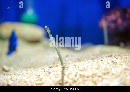 Le anguille maculate del giardino che abitano graziosamente il balletto sottomarino sul fondo del mare mostrano il fascino della vita marina Foto Stock