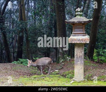 Una lanterna di pietra a forma di cervo a Kasuga Taisha o al grande Santuario di Kasuga a Nara, Giappone. Foto Stock