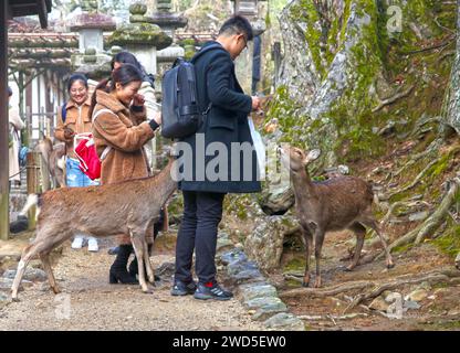 Turisti che danno da mangiare ai cervi al Kasuga Taisha o al grande Santuario di Kasuga a Nara, Giappone. Foto Stock
