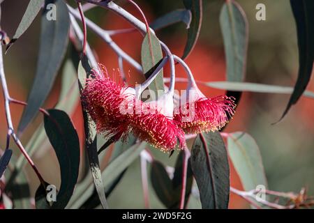 Silver Princess (Eucalyptus caesia) fiori e foglie in dettaglio. Foto Stock