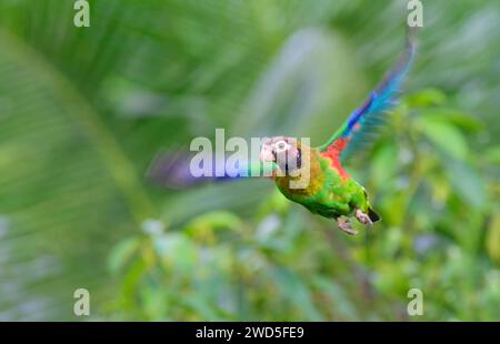 Pappagallo con cappuccio marrone (Pyrilia haematotis), Laguna del Lagarto Eco Lodge, Boca Tapada, Alajuela, Costa Rica. Foto Stock