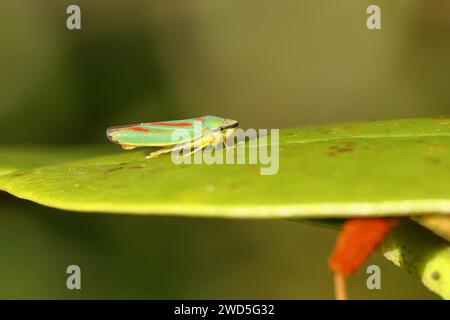 Rhododendron (Rhododendron) leafhopper (Graphocephala fennahi) seduto su foglia di un rododendro, Wilden, Renania settentrionale-Vestfalia, Germania Foto Stock