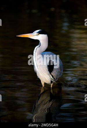 L'airone grigio (Ardea cinerea cinerea) si erge elegantemente nelle acque scure di un lago, il piumaggio a contrasto brilla al sole, Spotlight, Assia, Germania Foto Stock
