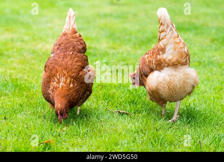 Galline ibride marroni (Gallus gallus domesticus) che corrono in un prato, due galline che beccano per il cibo nell'erba verde, allegri, specie-appropriate allevate all'aperto Foto Stock