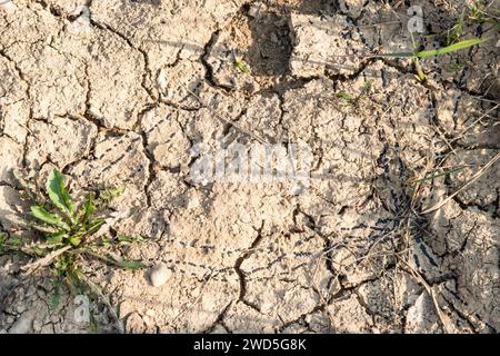 Deposizione secca del rospo natterjack (Epidalea calamita) (sin. Bufo calamita) in un piccolo corpo idrico essiccato in una fossa di ghiaia, Lueneburg Heath, inferiore Foto Stock