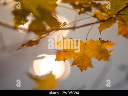 Acero norvegese (Acer platanoides), foglie di colore autunnale su una superficie d'acqua con riflessi del sole sullo sfondo, luce soffusa Foto Stock