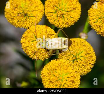 Cimice vegetale di erba medica (Adelphocoris lineolatus), femmina, su fiori gialli di tansy (Tanacetum vulgare L.) (sin.: Chrysanthemum vulgare) o di legno Foto Stock