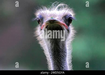 Struzzo comune (Struthio camelus), prigioniero, Germania Foto Stock