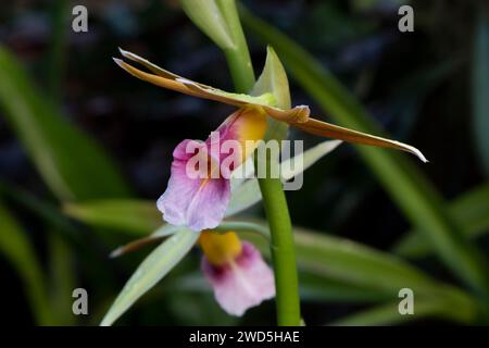 (Phaius tankervilleae) orchidea palustre, giglio palustre, orchidea palustre, orchidea sul cofano, orchidea barnacle, orchidea velo, orchidea palustre di Lady Tankerville, o Foto Stock