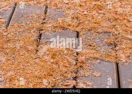 Primo piano degli aghi di pino e delle foglie cadute su fondo di legno, Corea del Sud, Corea del Sud, Corea del Sud Foto Stock