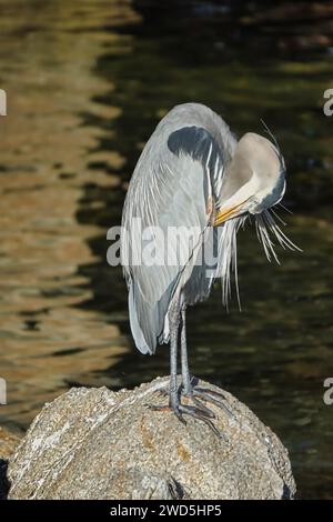 Monterey, CA., USA - 14 gennaio 2024 Un bellissimo Egret si pregia sulle rocce fuori dal MontereyÕs famoso Fisherman's Wharf Foto Stock