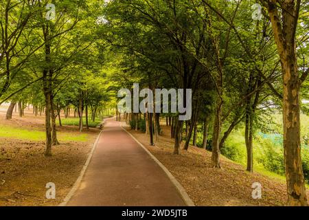 Sentiero pavimentato sotto gli alberi all'ombra attraverso il parco urbano boscoso, Corea del Sud, Corea del Sud Foto Stock