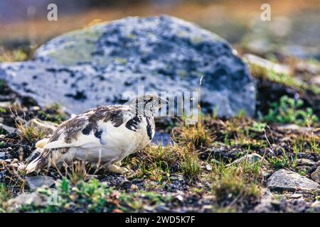 Ptarmigan dalla coda bianca (Lagopus leucura) con piumaggio bianco e marrone a terra, parco nazionale di Jasper, Canada Foto Stock