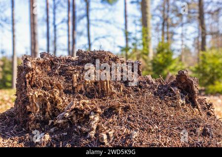 Formiche su un ceppo di alberi al sole primaverile Foto Stock