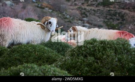 Due pecore con corna arricciate che pascolano accanto a cespugli fitti delle montagne, Kallikratis, Kallikratis Gorge, Sfakia, Creta occidentale, Creta, Isole greche Foto Stock