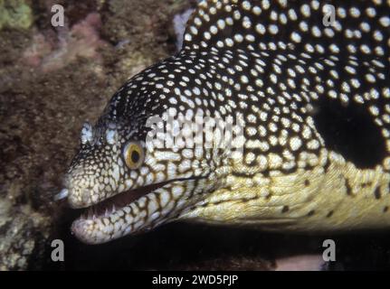 Fotografia nautica dell'anguilla cornea (Muraena melanotis) anguilla morena, Oceano Atlantico, arcipelago di Macaronesia, Sal, Isole del Capo Verde, capo Verde Foto Stock