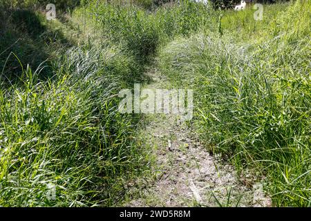 Il Panke è asciutto e non trasporta più acqua, il letto essiccato del Panke è visibile, Panketal, 10/08/2022 Foto Stock