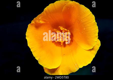 papavero californiano, fiore dai colori intensi con tonalità che diventa giallo con gocce d'acqua Foto Stock