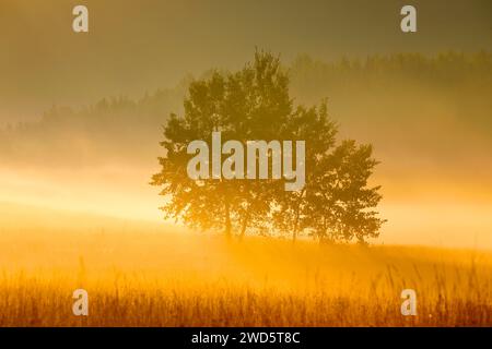 Aspens nell'altopiano di Rothenthurm all'alba in autunno, Canton Svitto, Svizzera, Europa Foto Stock