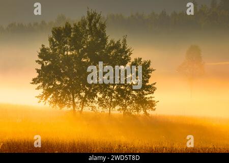 Aspens nell'altopiano di Rothenthurm all'alba in autunno, Canton Schyz, Svizzera Foto Stock