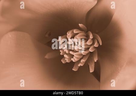 papavero californiano, fiore dai colori intensi con tonalità che diventa marrone con gocce d'acqua Foto Stock