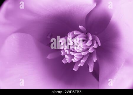 papavero californiano, fiore dai colori intensi con tonalità che cambia in viola con gocce d'acqua Foto Stock