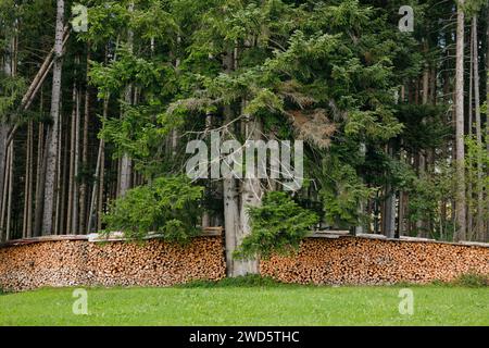 Wood Scheiterbeige ai margini della pineta con deadwood, Svizzera Foto Stock