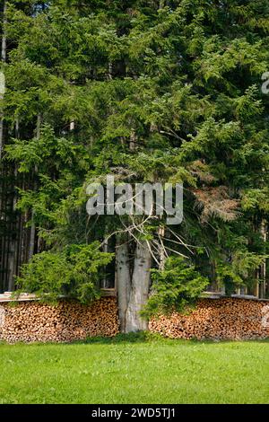 Wood Scheiterbeige ai margini della pineta con deadwood, Svizzera Foto Stock