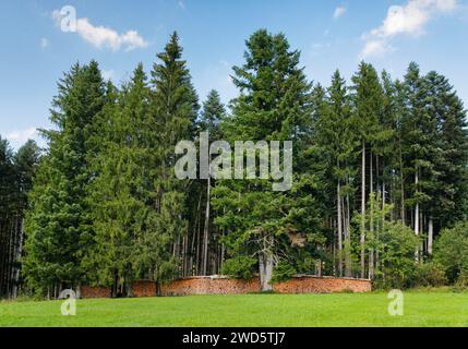 Wood Scheiterbeige ai margini della pineta, Svizzera Foto Stock