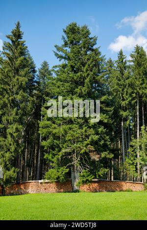 Wood Scheiterbeige ai margini della pineta, Svizzera Foto Stock