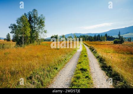 La strada di campagna conduce attraverso la brughiera di Rothenthurm, Schwyz, Svizzera Foto Stock